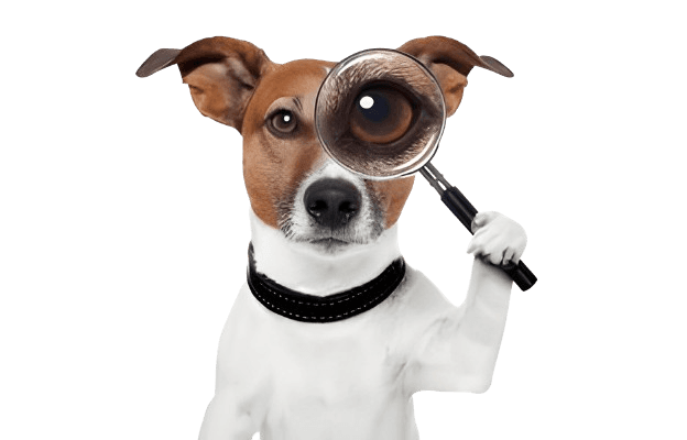 Explore dog breeds