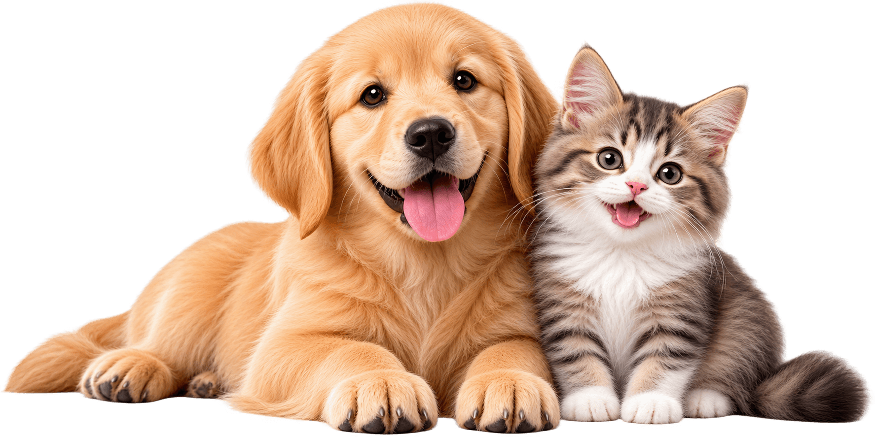 Happy dog and cat
