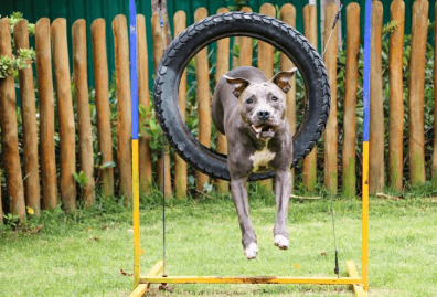 Dog Training